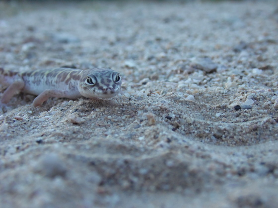 Mojave National Preserve