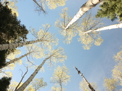 Routt National Forest