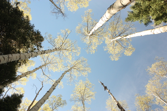 Routt National Forest