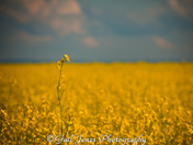 Our Canola