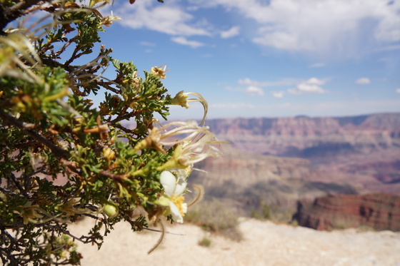 Grand Canyon North Rim