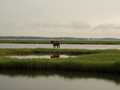 Assateague Island National Seashore