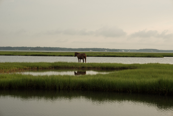 Assateague Island National Seashore