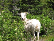 Glacier National Park