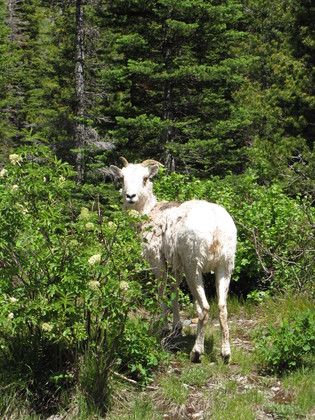 Glacier National Park