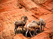 zion national park