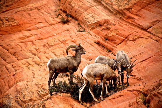 zion national park