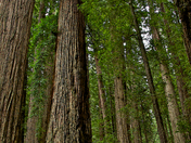Redwoods National Forest