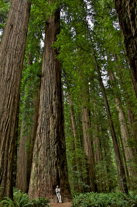 Redwoods National Forest