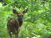 Hiawatha National Forest