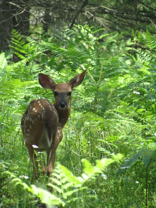Hiawatha National Forest