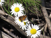 Hiawatha National Forest