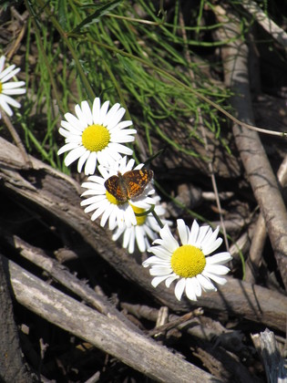 Hiawatha National Forest