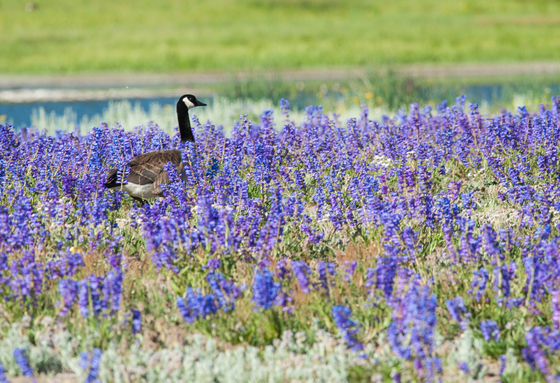 Yellowstone National Park
