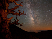 Inyo National Forest