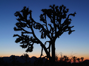 Joshua Tree National Park