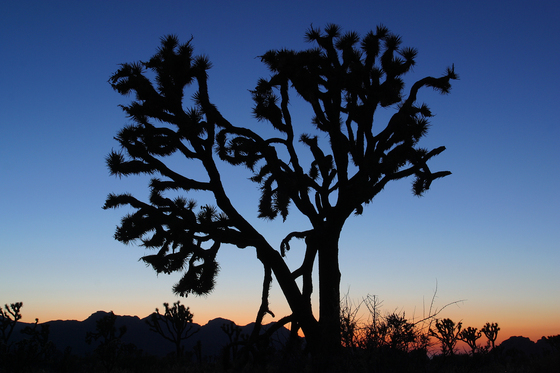 Joshua Tree National Park