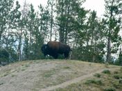 Yellowstone
