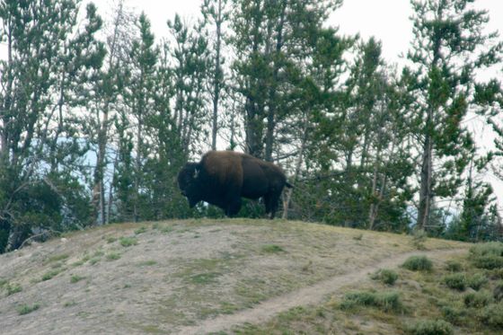Yellowstone