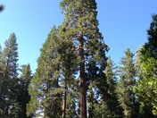 Azalea Campground Grant Grove area in Kings Canyon