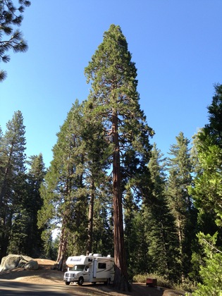 Azalea Campground Grant Grove area in Kings Canyon