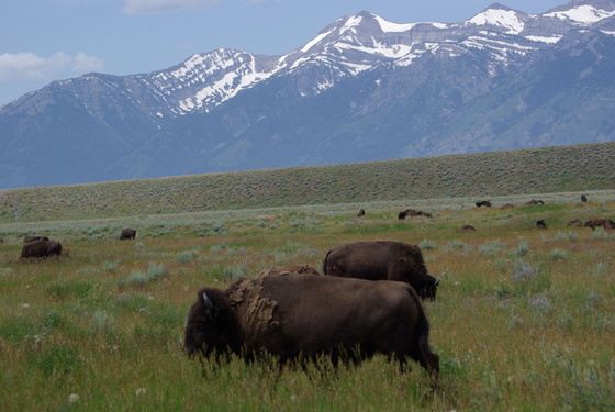 Grand Teton National Park