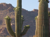 Saguaro National Park West