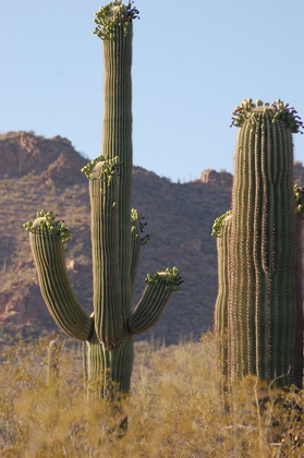 Saguaro National Park West