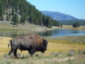Yellowstone National Park