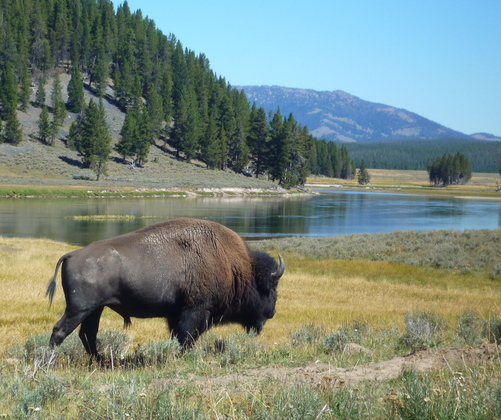 Yellowstone National Park
