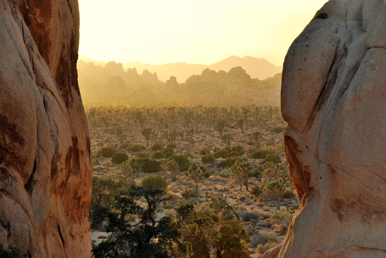 Joshua Tree National Park