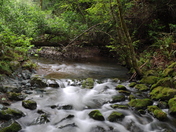 Muir Woods