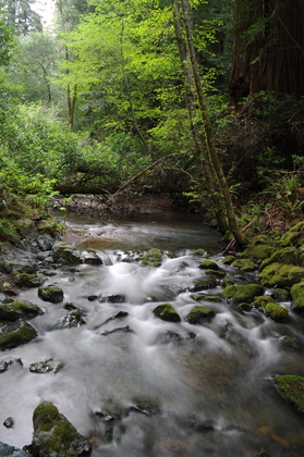 Muir Woods