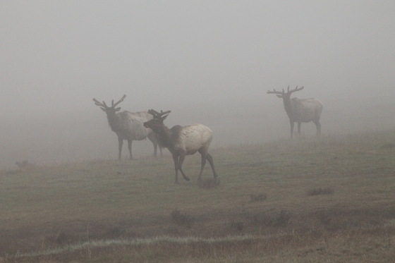 Yellowstone National Park