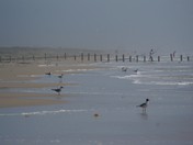 Padre Island National Seashore