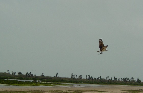 Laguna Atascosa National Wildlife Refuge