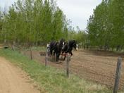Discing a field with Horses