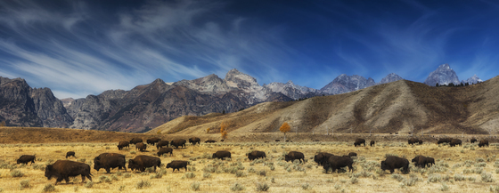 Grant Teton National Park