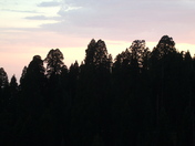 Sequoia National Park 