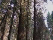 Sequoia National Park 