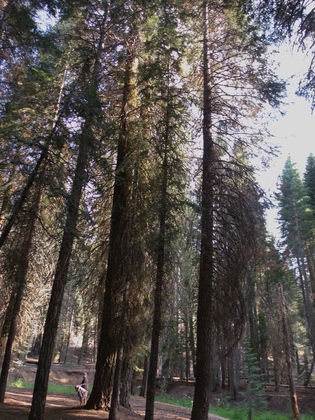 Sequoia National Park 
