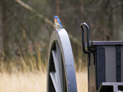 Manassas National Battlefield Park