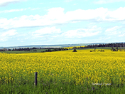 Rolling Canola Fields
