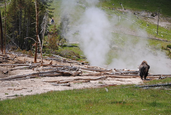 Yellowstone National Park