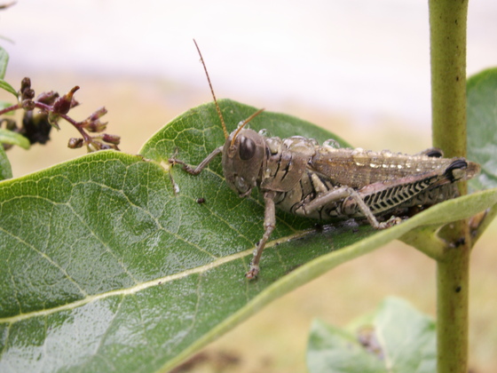 Patuxent Wildlife Research Refuge