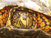Patuxent Wildlife Research Refuge