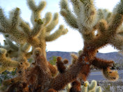 Joshua Tree National Park