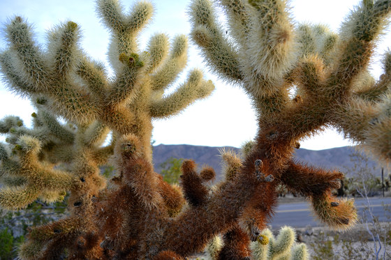 Joshua Tree National Park