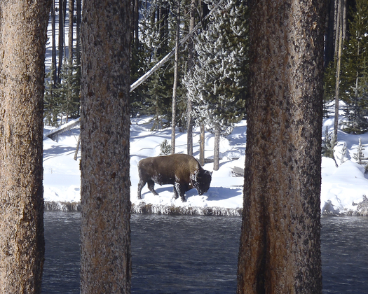 Yellowstone National Park