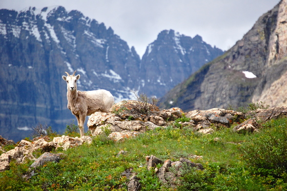 Glacier National Park
